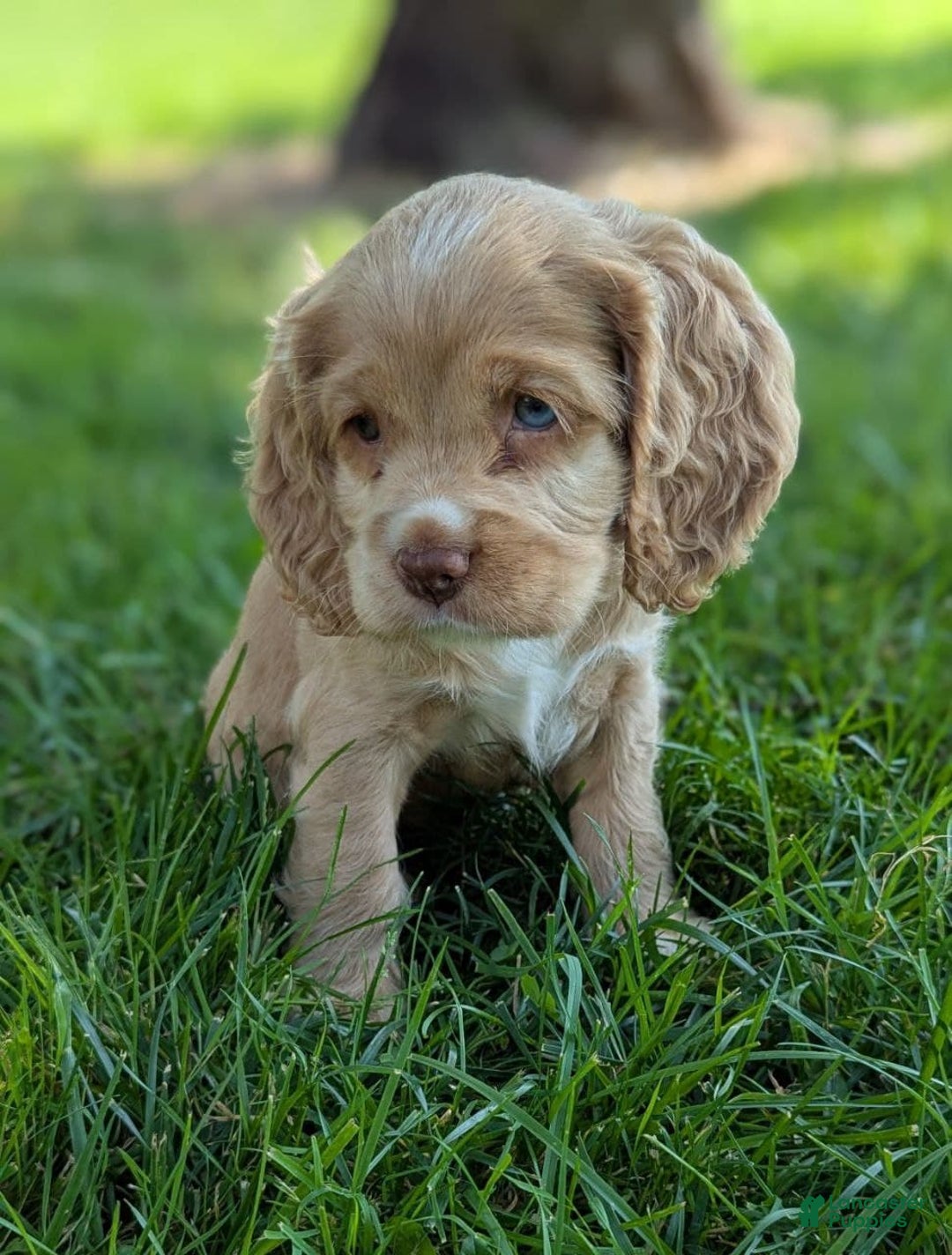 Cocker Spaniel dogs for sale: Sammy - Image 2
