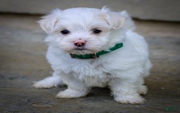 Maltese dogs for sale: Reign - Image 1