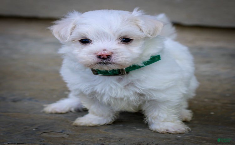 Maltese dogs for sale - Ad 1