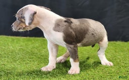 Catahoula Leopard Dog dogs for sale: Diamond 2025 F1 - Image 14