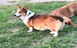 Welsh Corgi Pembroke dogs for sale: Harley X Dash Male - Image 2