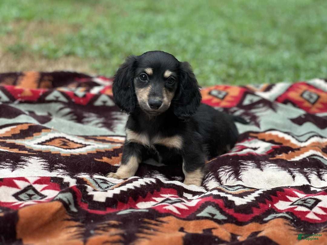 Miniature Dachshund dogs for sale: Smokey - Image 4