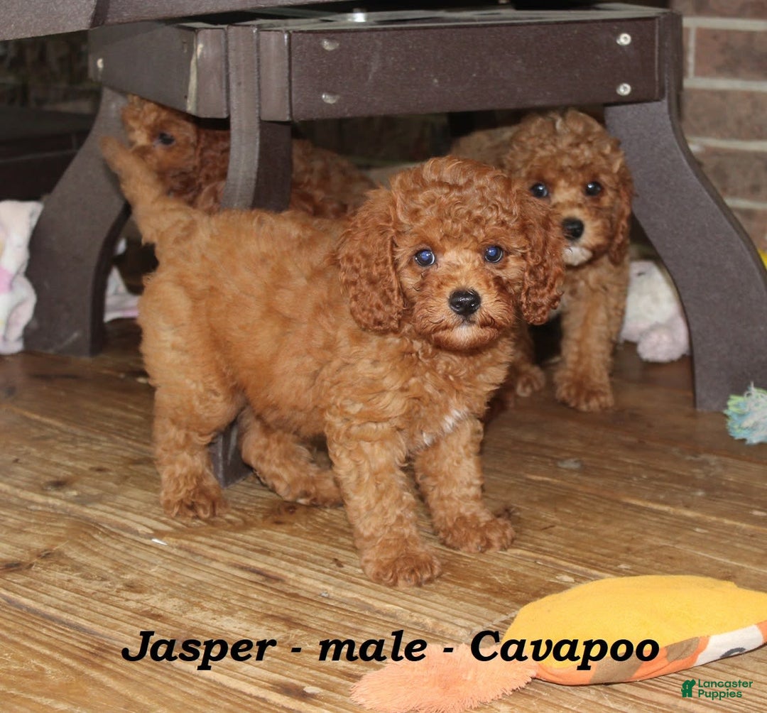 Cavapoo dogs for sale: Jasper - Image 2