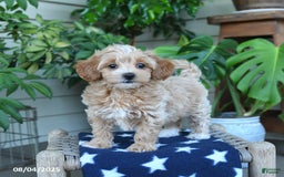 Maltipoo dogs for sale: Maltipoo 5 puppies - Image 11