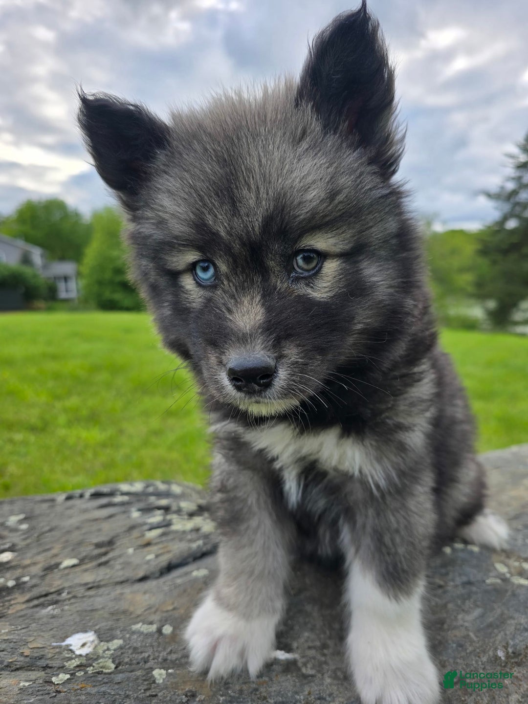 Siberian Husky dogs for sale: Mulch - Image 3