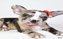Frenchton dogs for sale: Finley - Image 6