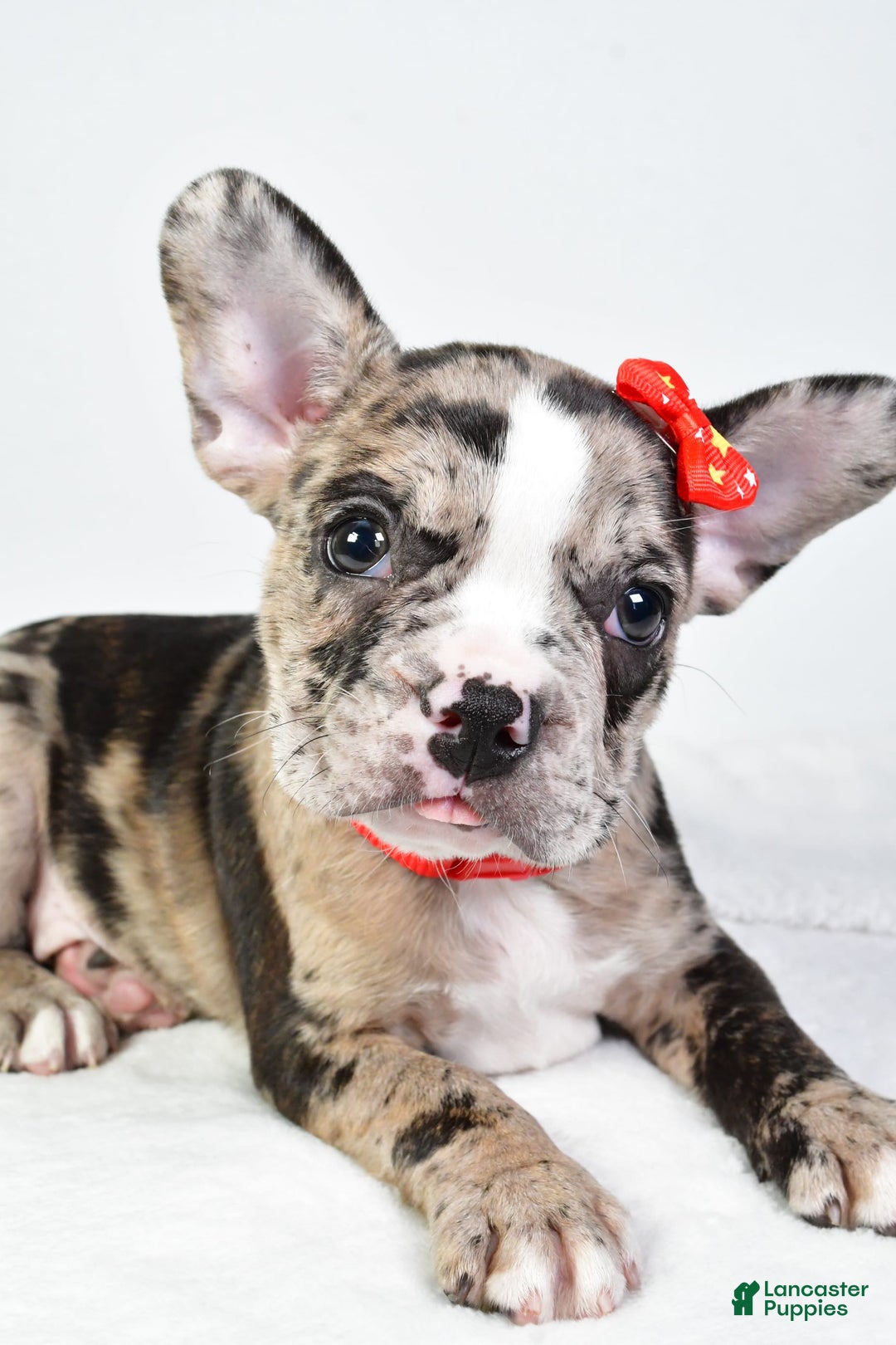 Frenchton dogs for sale: Finley - Image 6