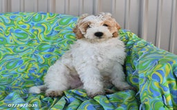 Mini Goldendoodle dogs for sale: Dallas - Image 7