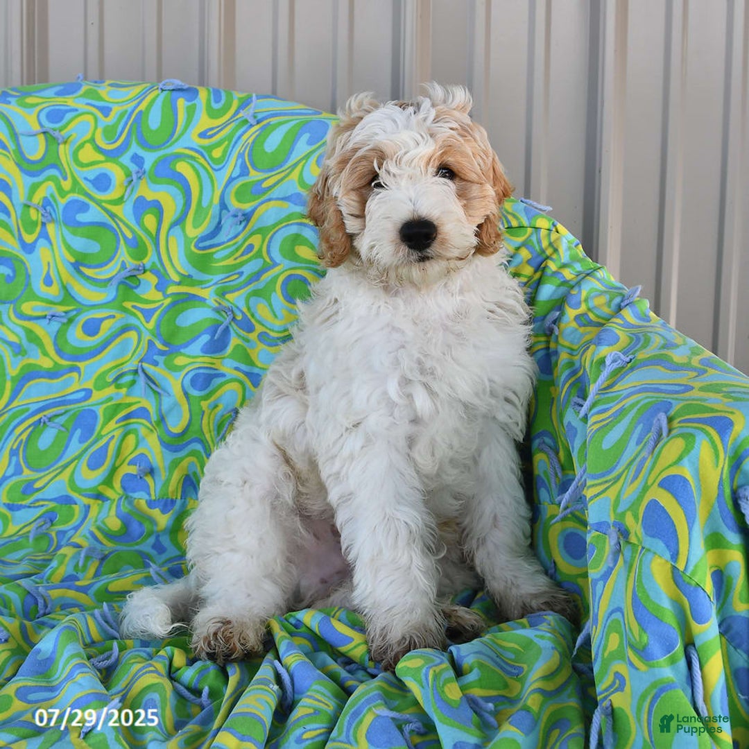 Mini Goldendoodle dogs for sale: Dallas - Image 7
