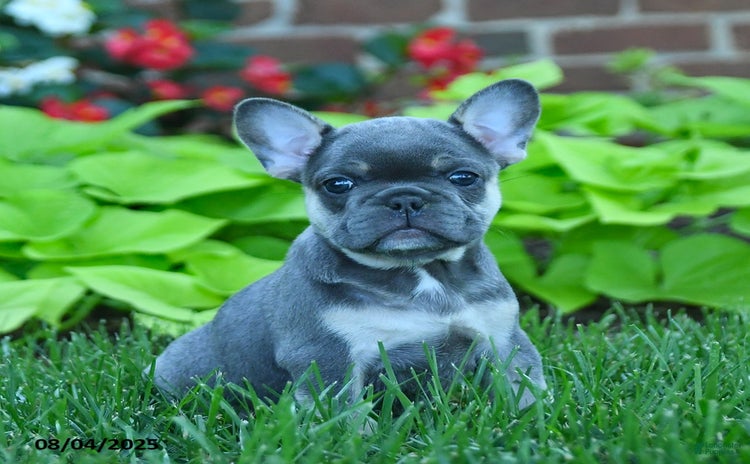 French Bulldog dogs for sale - Ad 1