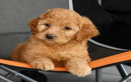 Mini Goldendoodle dogs for sale: Hallie - Image 4