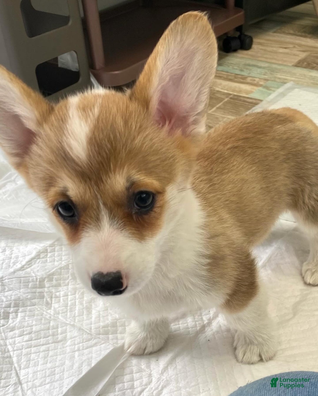 Welsh Corgi Pembroke dogs for sale: Randa - Image 5