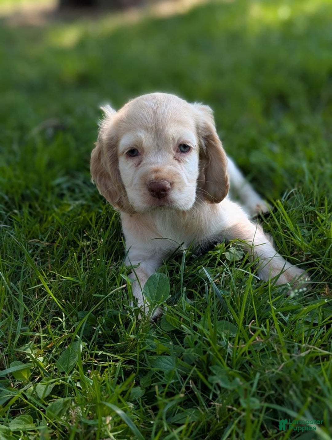 Cocker Spaniel dogs for sale: Riley - Image 7
