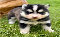 Pomsky dogs for sale: Iris - Image 2