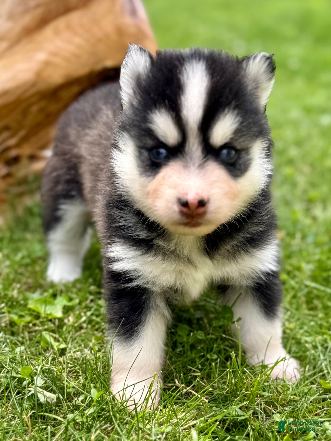 Pomsky dogs for sale: Iris - Image 2