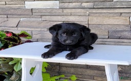 Labrador Retriever dogs for sale: Tessa - Image 1