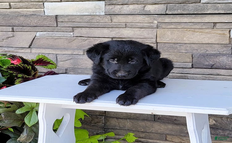 Labrador Retriever dogs for sale - Ad 4