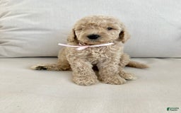 Labradoodle dogs for sale: Daphnie - Image 3