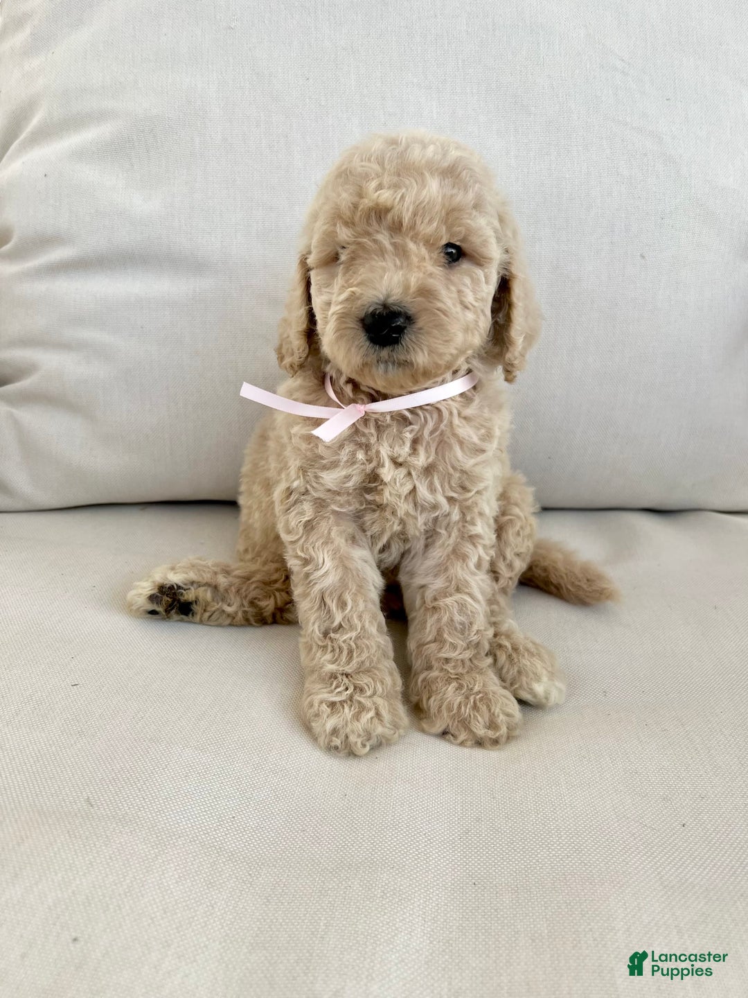 Labradoodle dogs for sale: Daphnie - Image 3