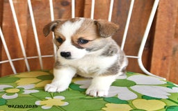 Welsh Corgi Pembroke dogs for sale: Samson - Image 3