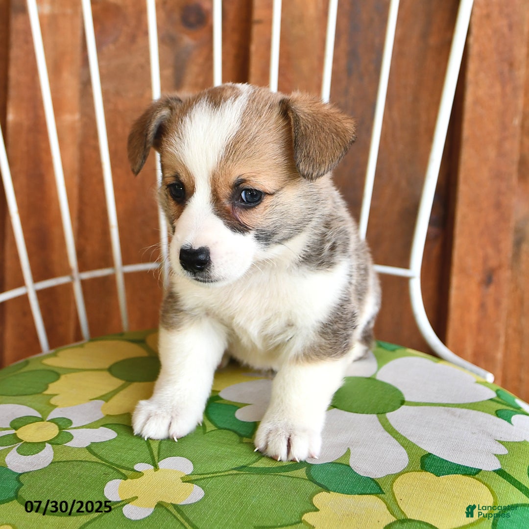 Welsh Corgi Pembroke dogs for sale: Samson - Image 3