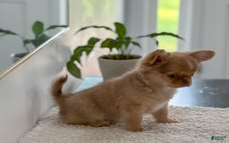 Chihuahua dogs for sale: Snickers - Image 20