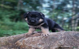 German Shepherd dogs for sale: Kira - Image 15