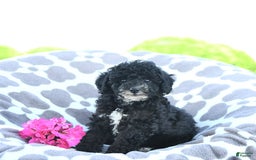 Toy Poodle dogs for sale: Kobey - Image 8