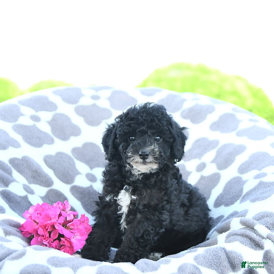 Toy Poodle dogs for sale: Kobey - Image 8