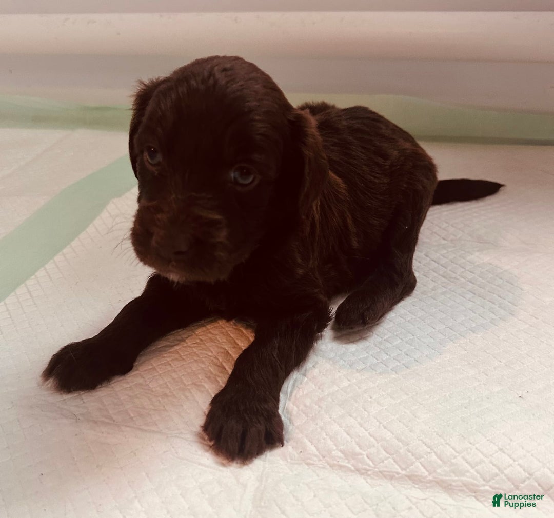Aussiedoodle dogs for sale: Teddy - Image 1