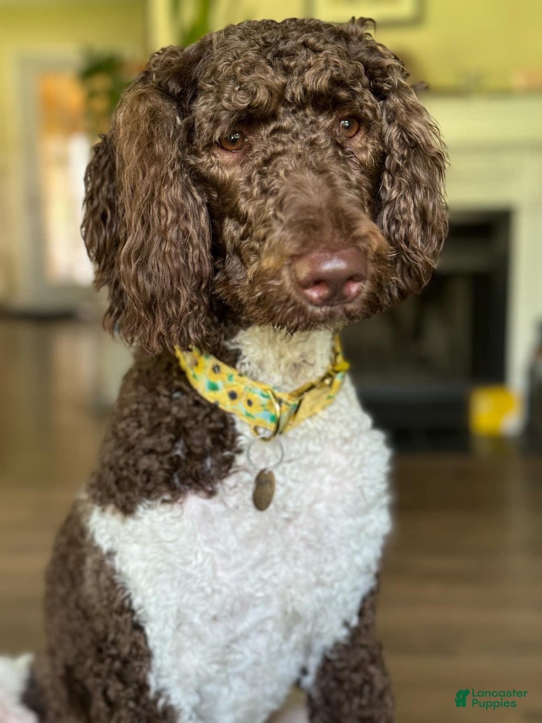 Labradoodle dogs for sale: Toby - Image 7