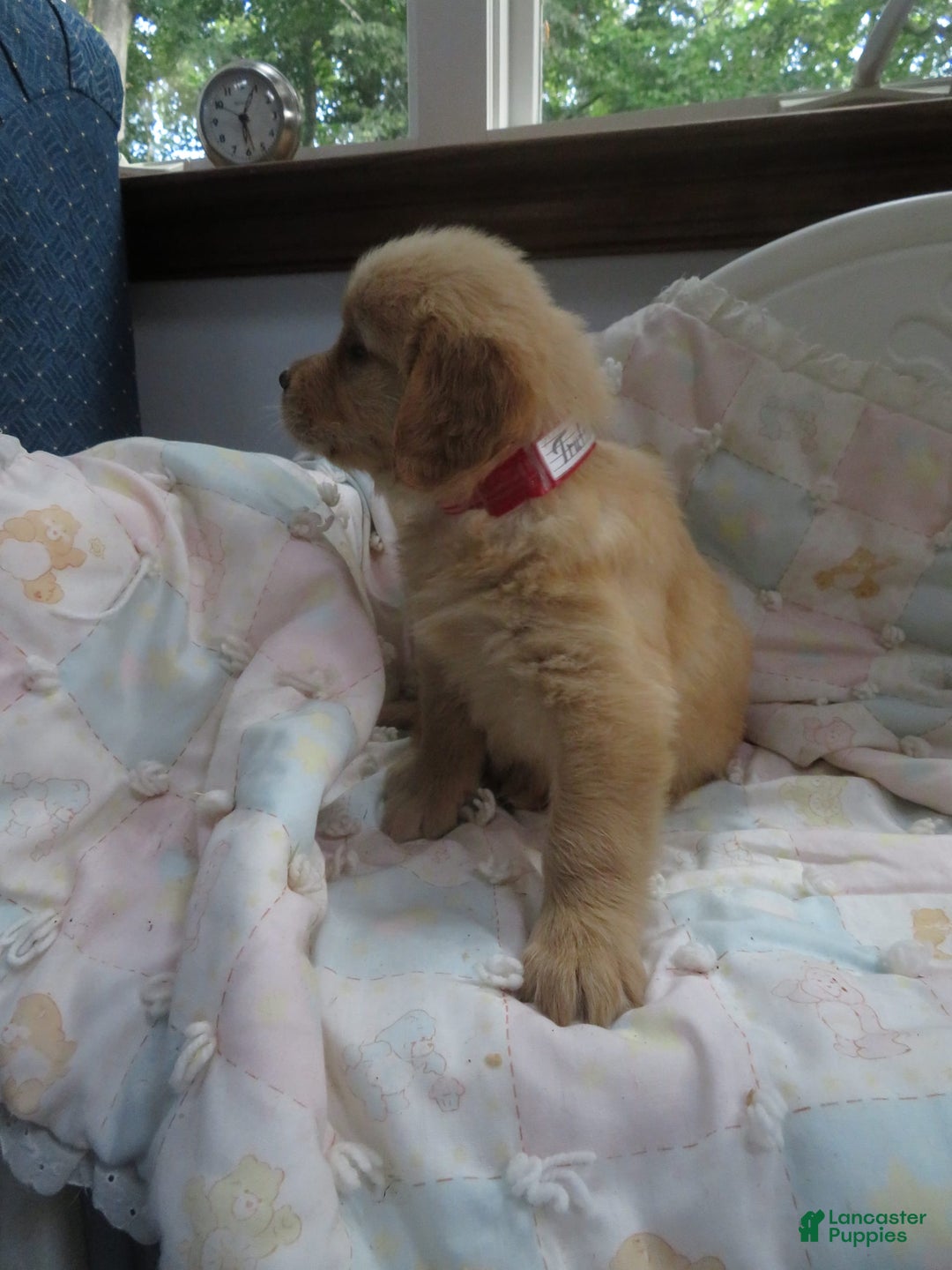 Golden Retriever dogs for sale: Truffle - Image 9