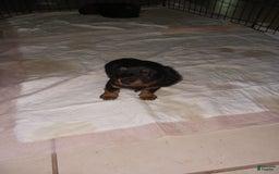 Dachshund dogs for sale: Male - Image 1
