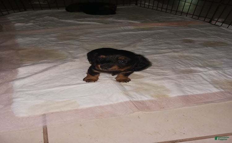 Dachshund dogs for sale - Ad 1