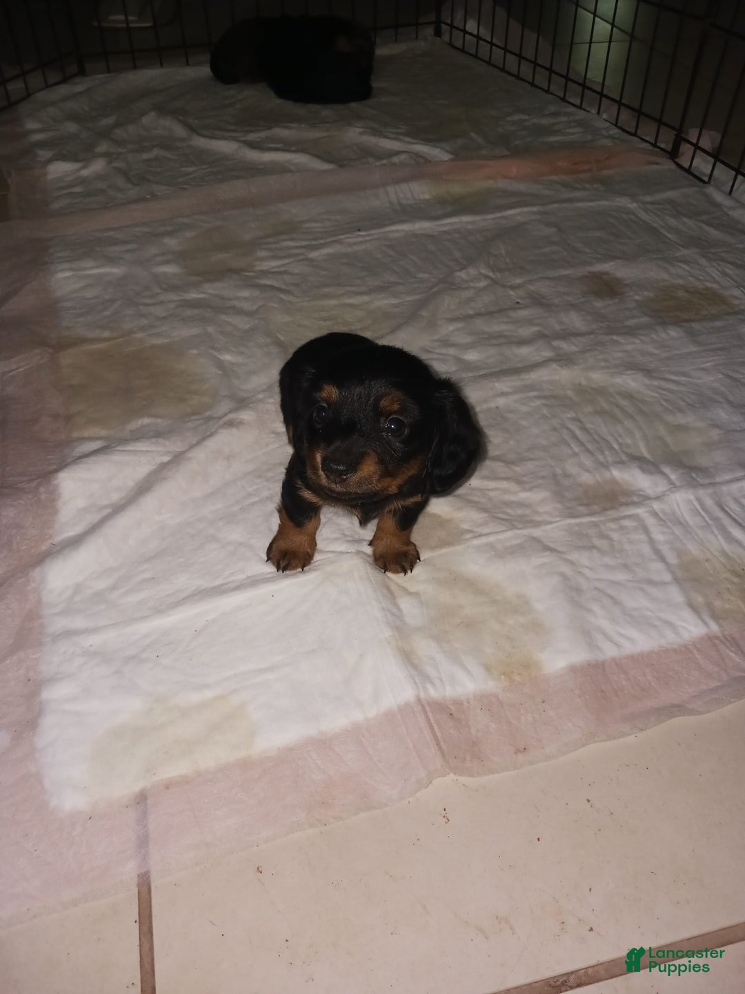 Dachshund dogs for sale: Male - Image 1