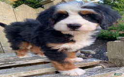 Mini Bernedoodle dogs for sale: 💛 Boston Ma 💛 Mini Bernedoodle - Image 17
