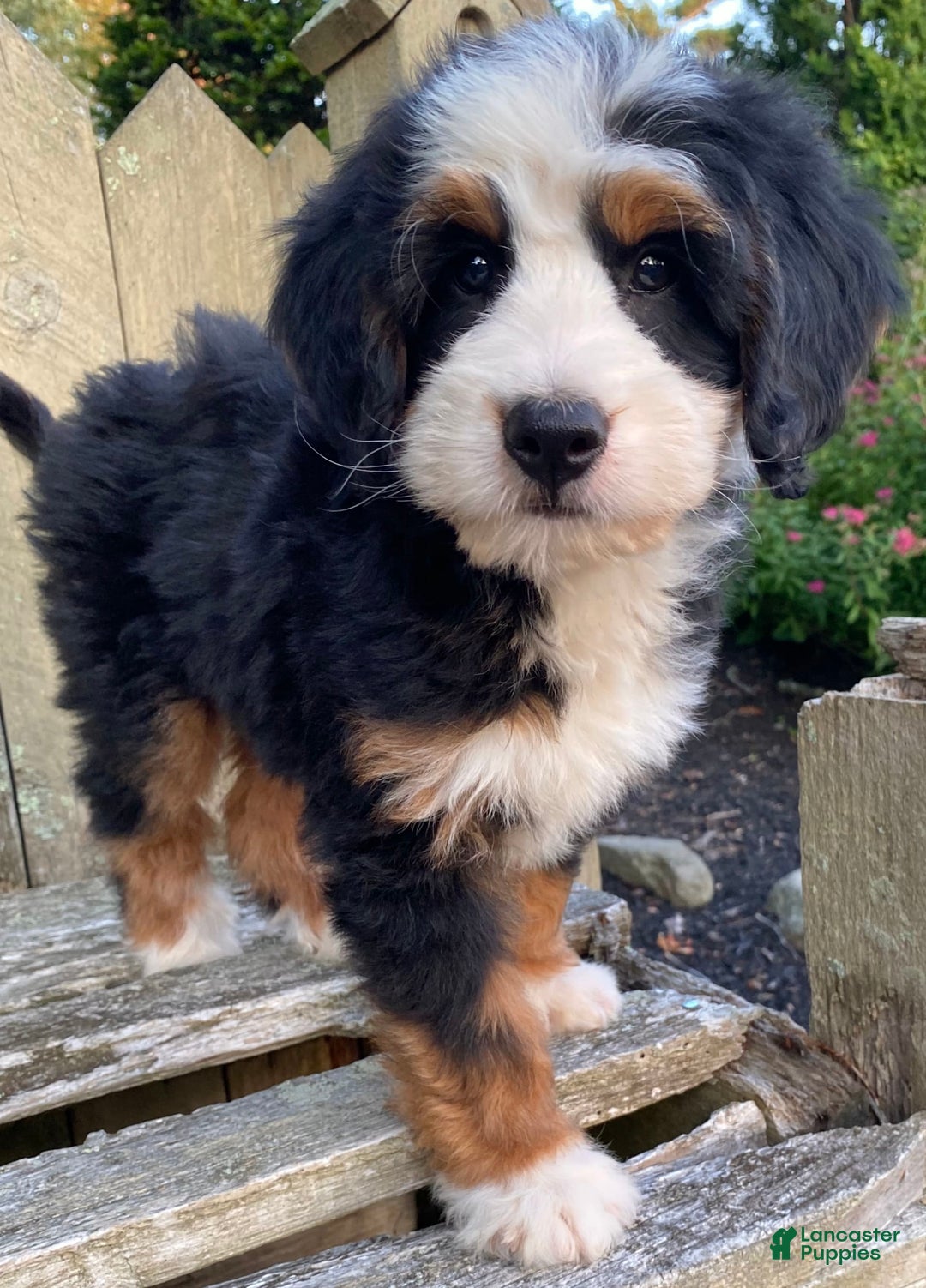 Mini Bernedoodle dogs for sale: 💛 Boston Ma 💛 Mini Bernedoodle - Image 17