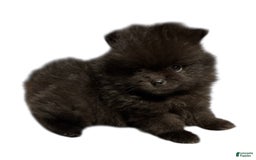 Pomeranian dogs for sale: Jet - Image 14