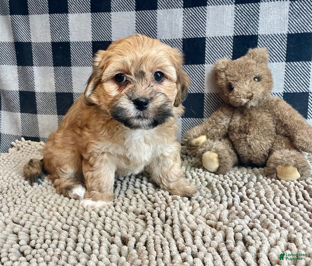 Teddy Bear dogs for sale: Sidney - Image 5