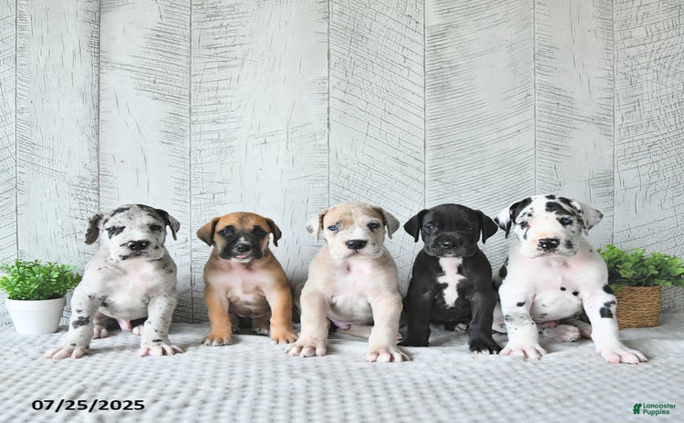Great Dane dogs for sale - Ad 5