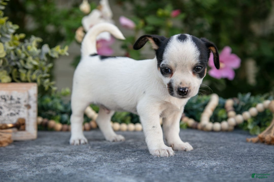 Chihuahua dogs for sale: Taco - Image 3
