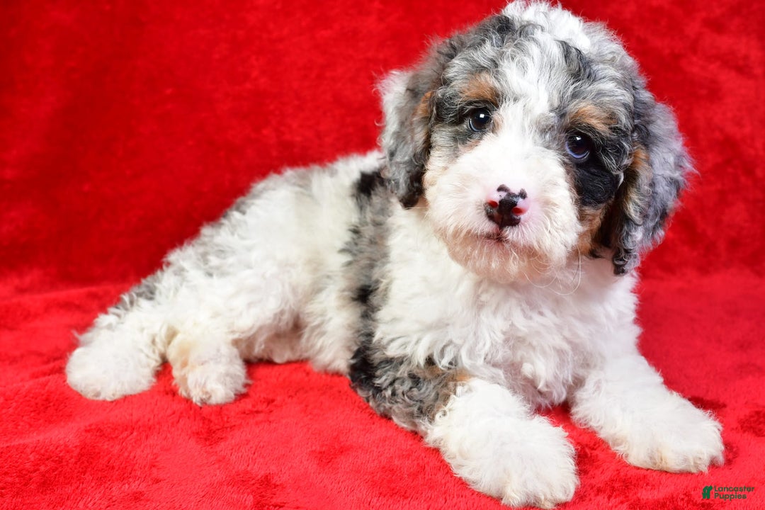 Mini Bernedoodle dogs for sale: Willow - Image 3