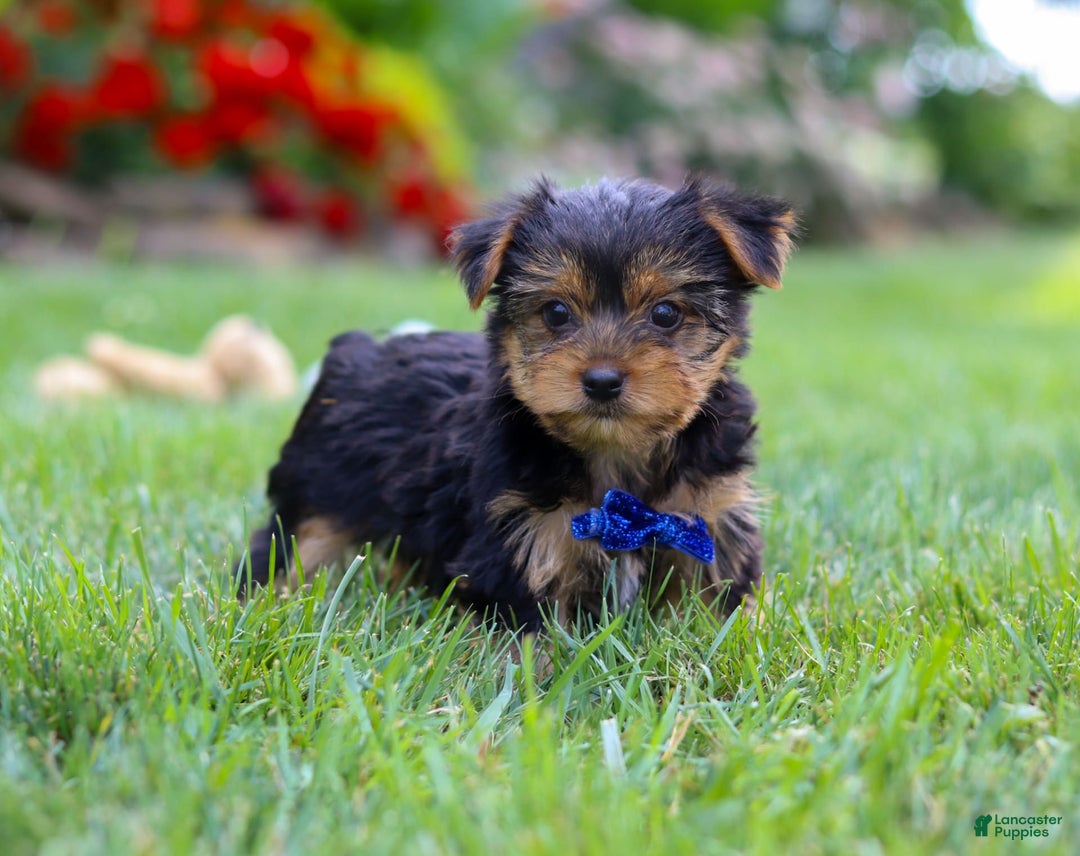 Yorkshire Terrier dogs for sale: Theodore - Image 2