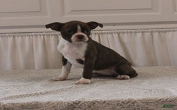Boston Terrier dogs for sale: Sugar - Image 4