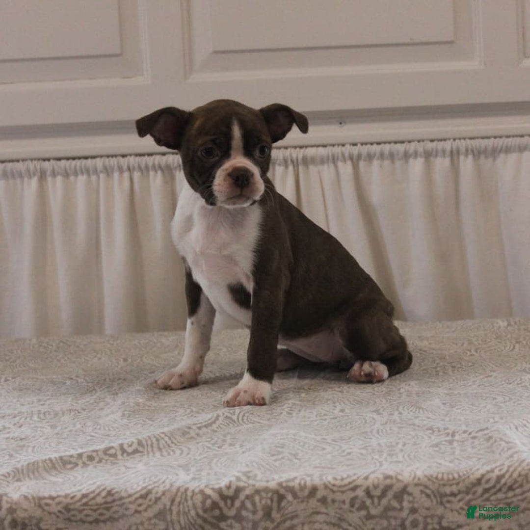 Boston Terrier dogs for sale: Sugar - Image 4