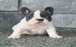 French Bulldog dogs for sale: Lando - Image 6