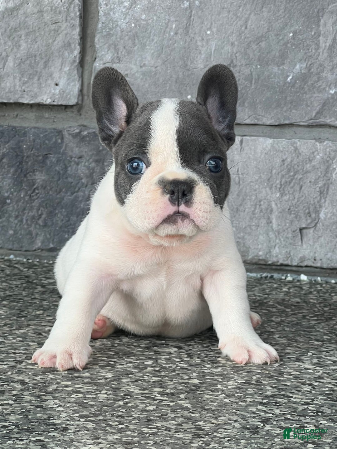 French Bulldog dogs for sale: Lando - Image 6
