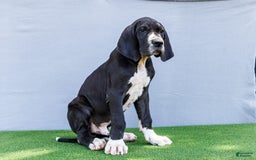 Great Dane dogs for sale: Trever - Image 23