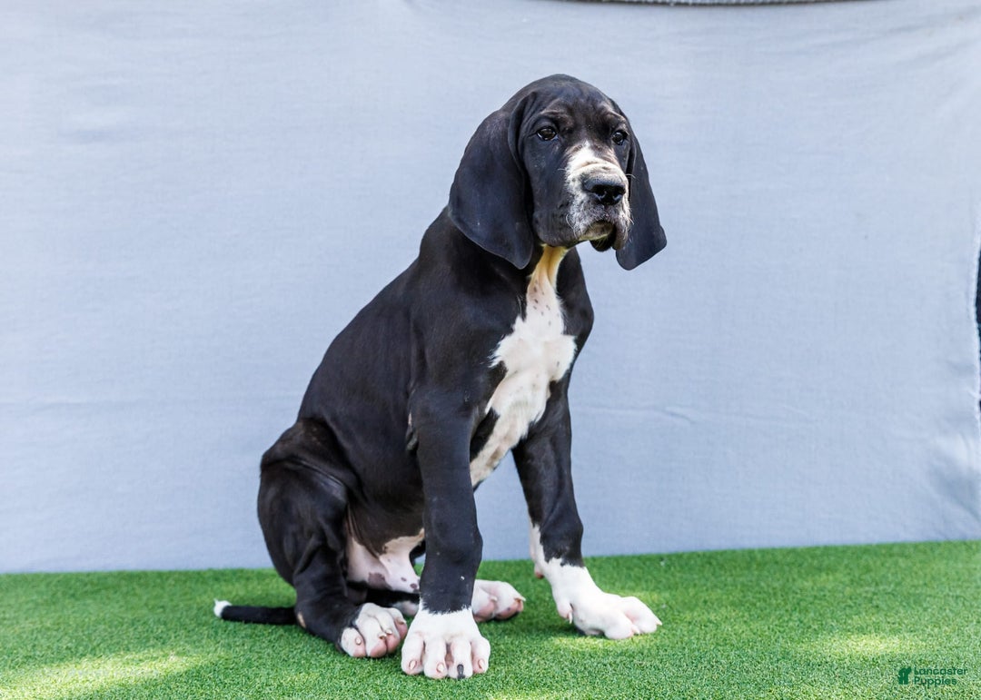 Great Dane dogs for sale: Trever - Image 23