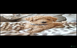 Miniature Poodle dogs for sale: Blue - Image 1